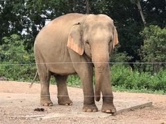 -清迈夜间动物园