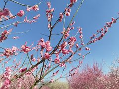 -蜀冈西峰生态公园