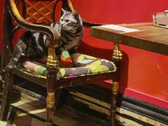 -猫色咖啡·猫咖