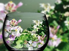 -苏家坨柳林村二月兰花海