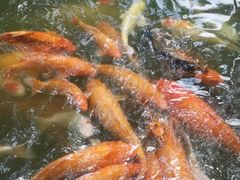 -珠海圆明新园