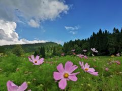 -武陵山森林公园