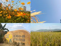 -光明小镇欢乐田园