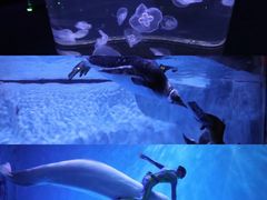 -芜湖新华联大白鲸海洋公园