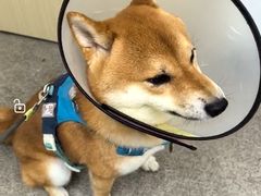 -宠颐生汉谟拉比宠物医院