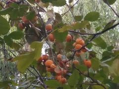 -三里屯东五街银杏大道