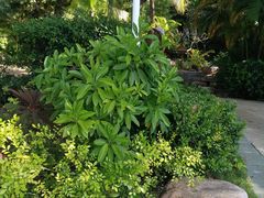 -三亚珠江南田温泉度假区