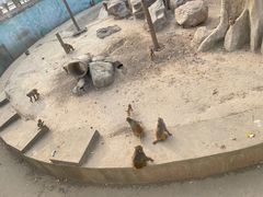 -沈阳森林动物园