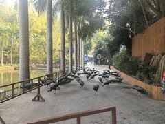 -西双版纳原始森林公园