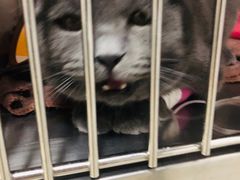 -佑安动物医院·全科·内窥镜中心(幸福巷店)