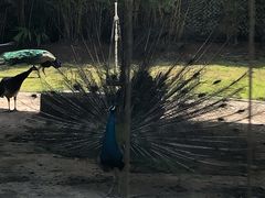 -深圳野生动物园