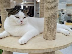 -喵园·猫主题咖啡厅·撸猫·猫咖(国贸店)