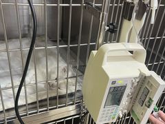 -宠福鑫动物医院(望京分院)