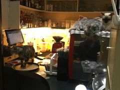 -猫色咖啡·猫咖