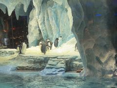 -帝企鹅自助餐厅•儿童岛•真企鹅(长隆企鹅酒店)