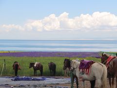 -青海湖国家重点风景名胜区