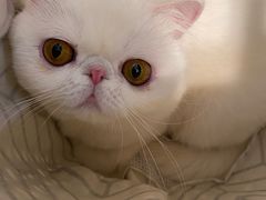 -瑞派名望24h动物医院异宠专科·猫专科·骨科·重症监护分院