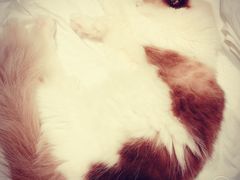 -Bastet sally猫舍购宠(静安店)