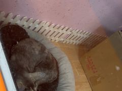 -联合动物医院(光谷诊疗中心)