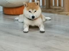 -柴迷FANS CLUB·柴犬狗咖·猫咖