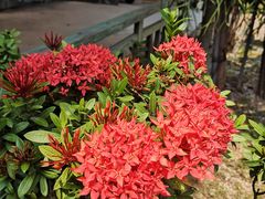 -亚龙湾国际玫瑰谷