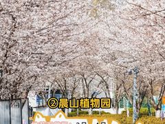 -顾村公园