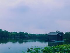 苏堤半城荷-西湖游船