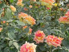 -人民公园(罗湖区)