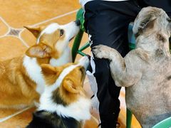 -柯斗斗主题餐厅·狗咖·围炉煮茶·茶饮(国瑞升平里店)