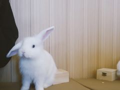 -猫猫幼稚园·撸猫·桌游·电玩