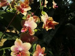 -北京植物园-展览温室