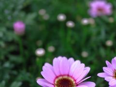 -深圳市中科院仙湖植物园