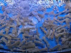 -鼓歌海鲜舫·手抓海鲜(大学城店)