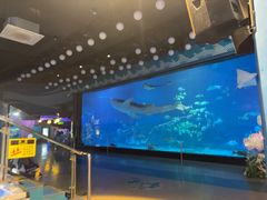 -烟台海昌鲸鲨海洋公园