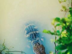 -中国扬子鳄村