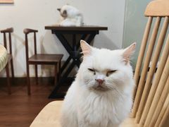 -楼上猫咖(罗湖店)