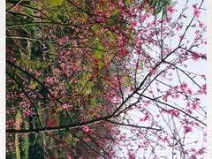 -重庆彩云湖湿地公园