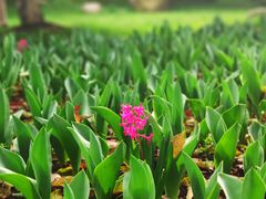 -上海鲜花港