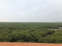 -北海金海湾红树林生态旅游区