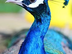 -西双版纳融创皇冠假日度假酒店