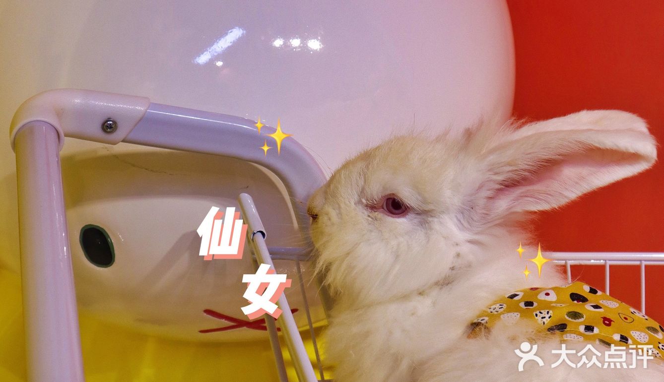 杭州首家巨兔体验馆🐰少女心溢出屏幕啦💗