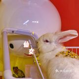 杭州首家巨兔体验馆🐰少女心溢出屏幕啦💗