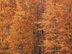 -白鹭湾湿地公园