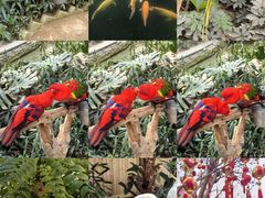 -南宫五洲植物乐园