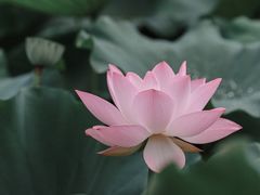 -三圣花乡旅游区