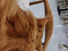 -喵园·猫主题咖啡厅·撸猫·猫咖(国贸店)