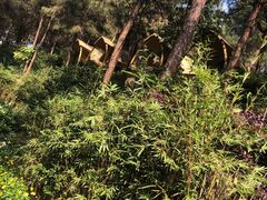 -铁山坪森林公园