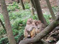 -黔灵山公园
