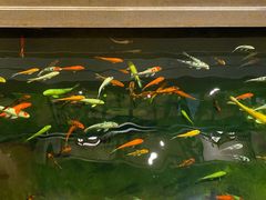 -龙悦湾酒家·八阵鱼生·渔人码头店