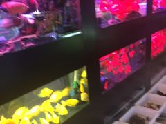 -长宁东道花卉宠物市场